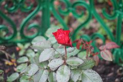 Роза из Челябинска