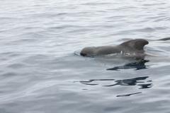 Дельфин. Тенарифе(Испания)