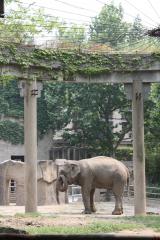 Зоопарк Шанхай Китай